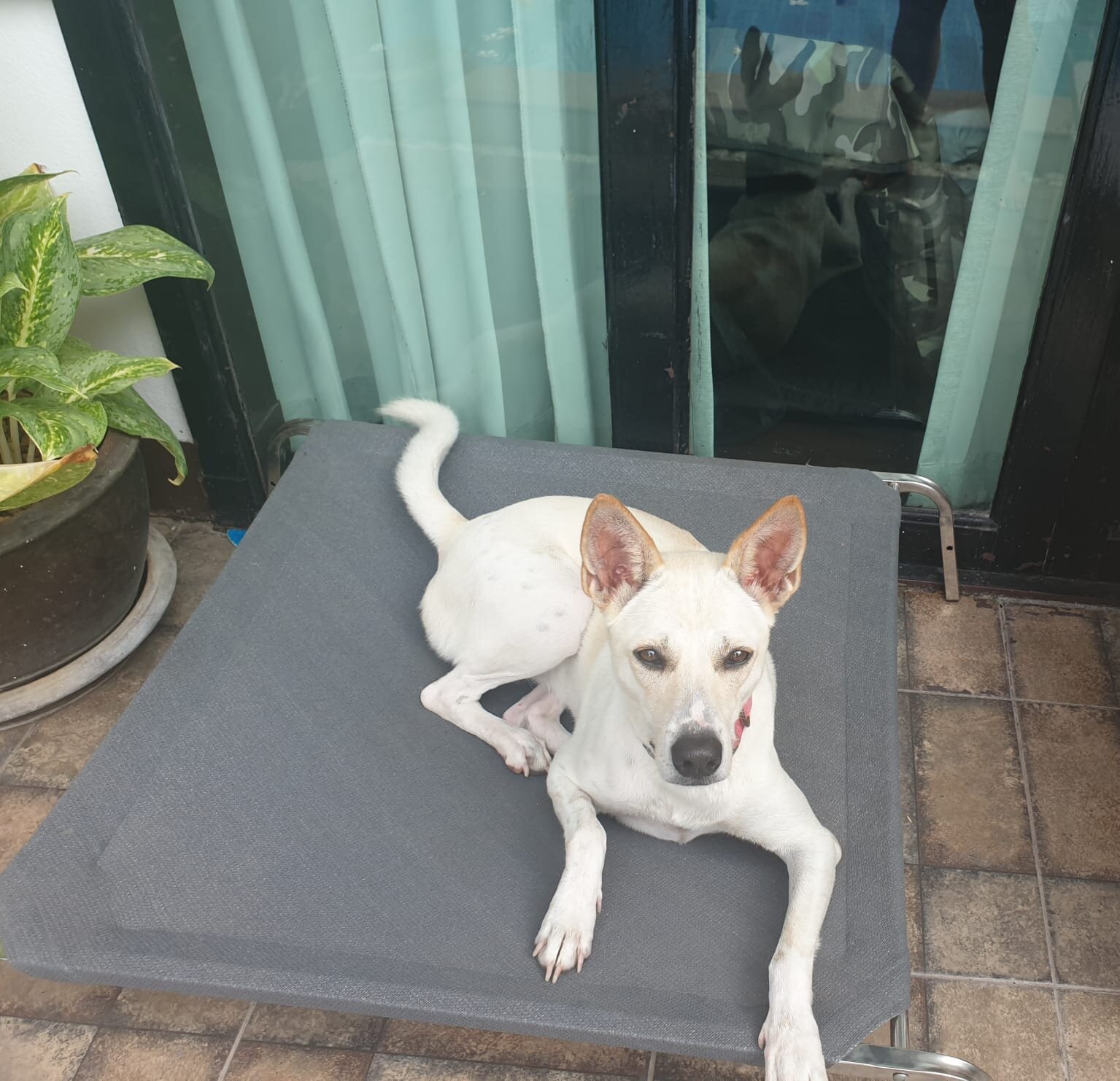 Dog &amp; Cat beds Thailand