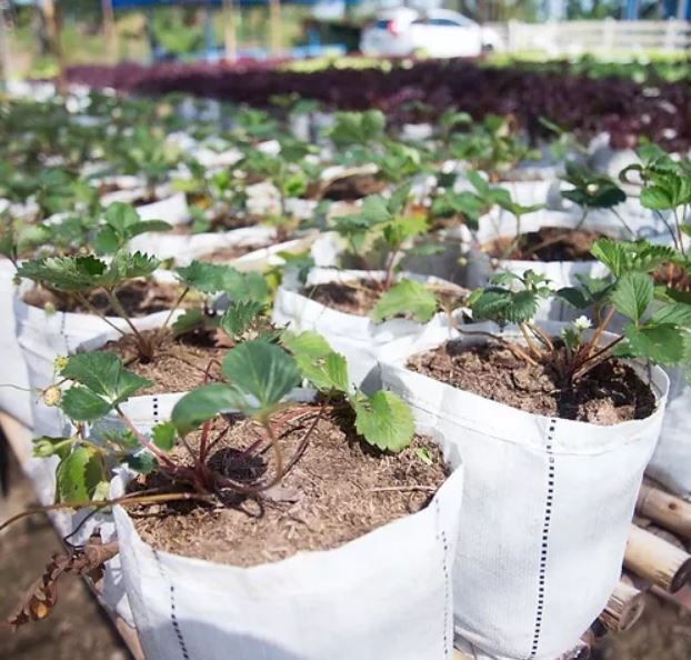 Wholesale Plant Grow Bags &amp; Beds Thailand