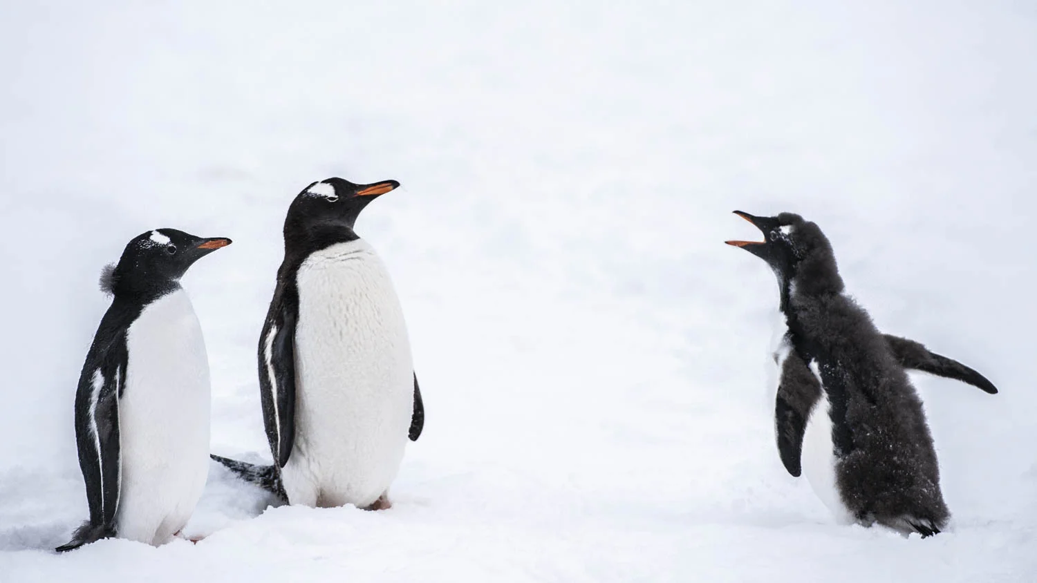 20140327_School_Web Design_Project 2_0053.jpg