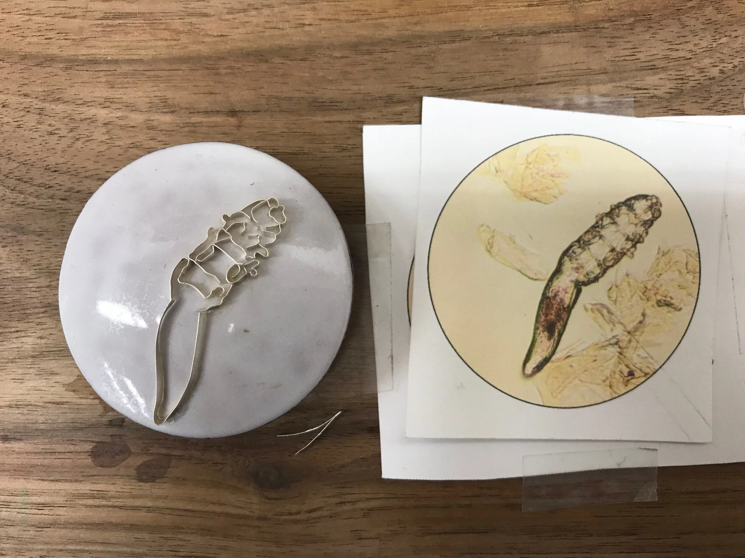  Laying out the silver wire for D. Brevis. 