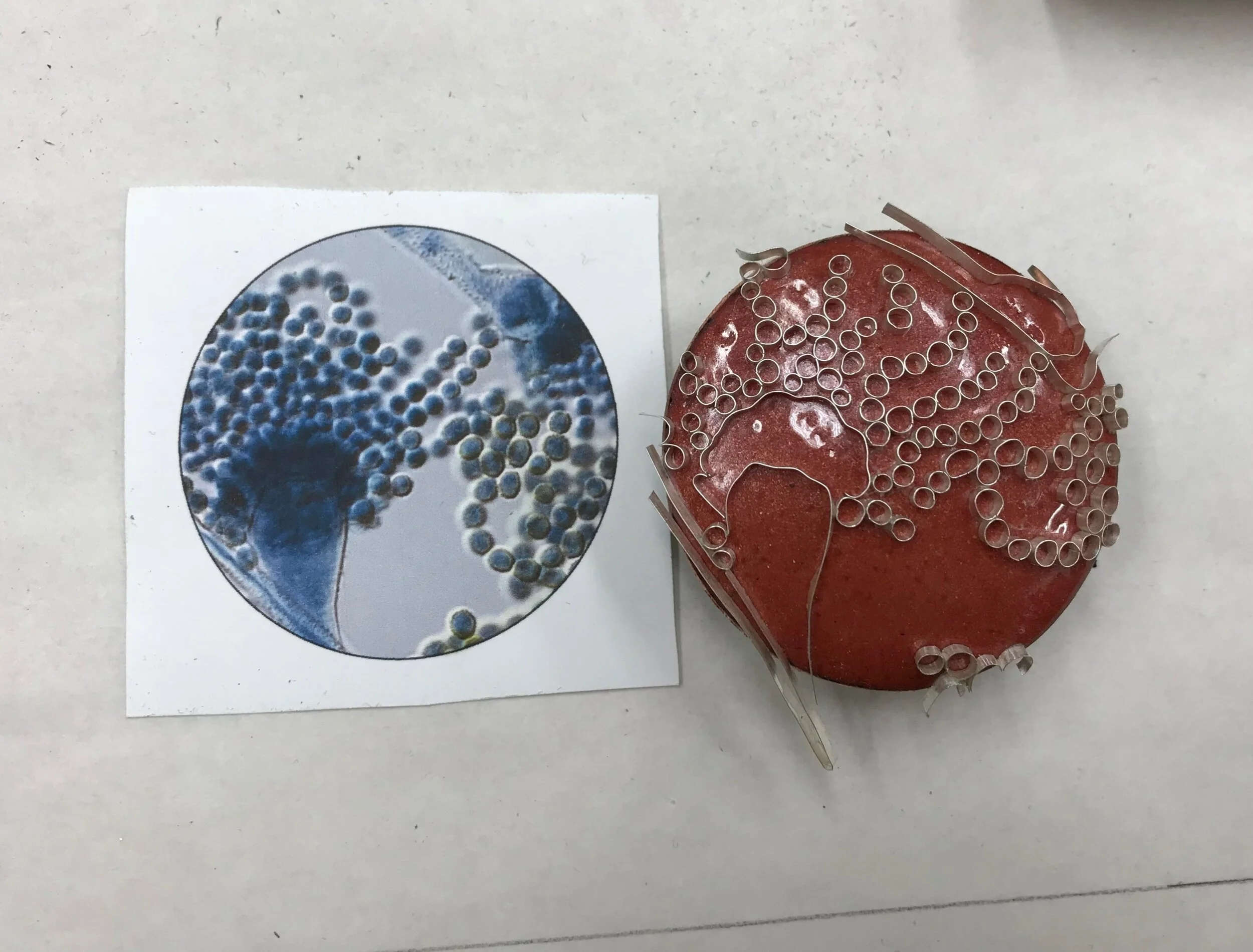  Aspergillus Flavus with source imagery. 