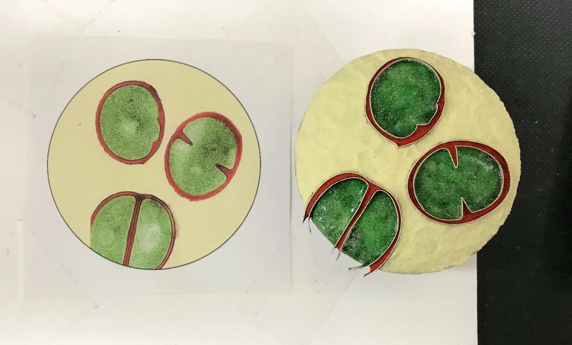  Staphylococcus Aureus.  Building up layers of enamel. 