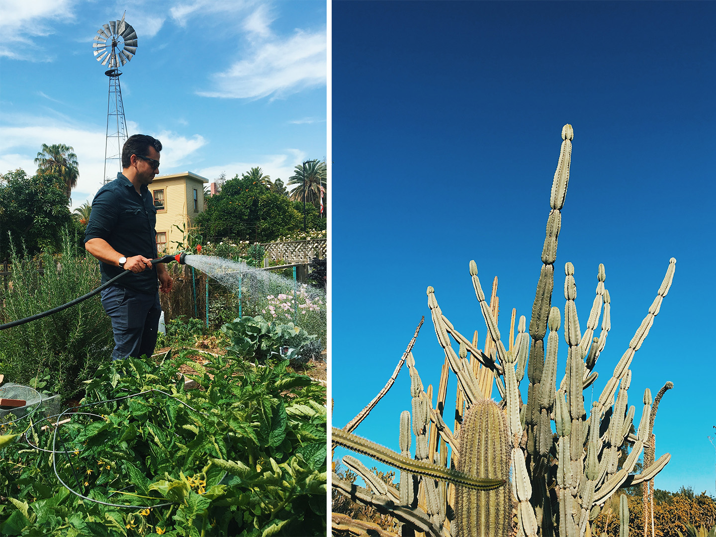 FULLERTON ARBORETUM GARDENS. My husband pictured left at our community garden plot. PHOTOS BY NORDIC FOX DESIGN CO