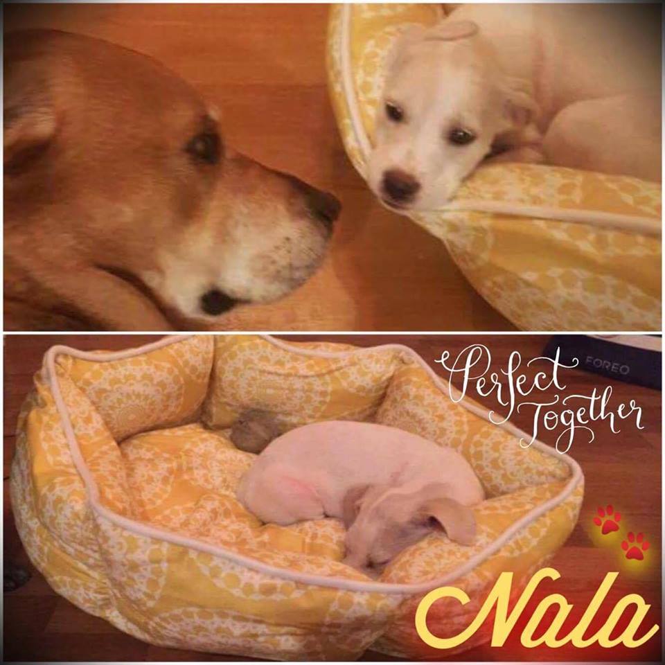 Nala Adoption Pic.jpg