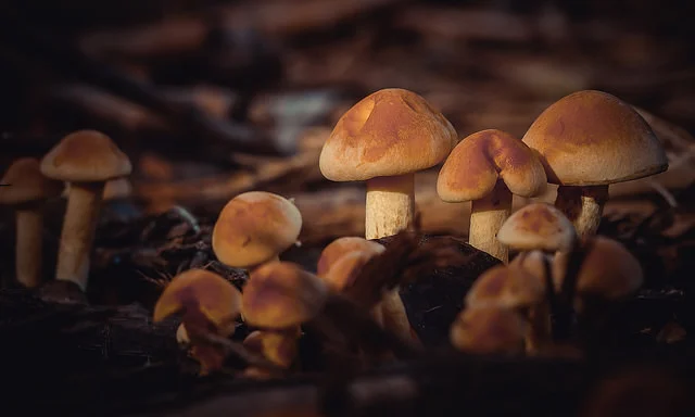 Is the Thai Justice System Fair? The Mushroom Case