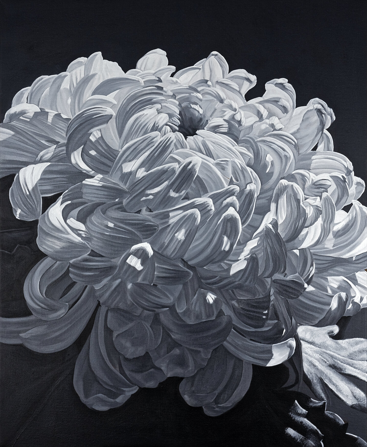 Chrysanthemum 