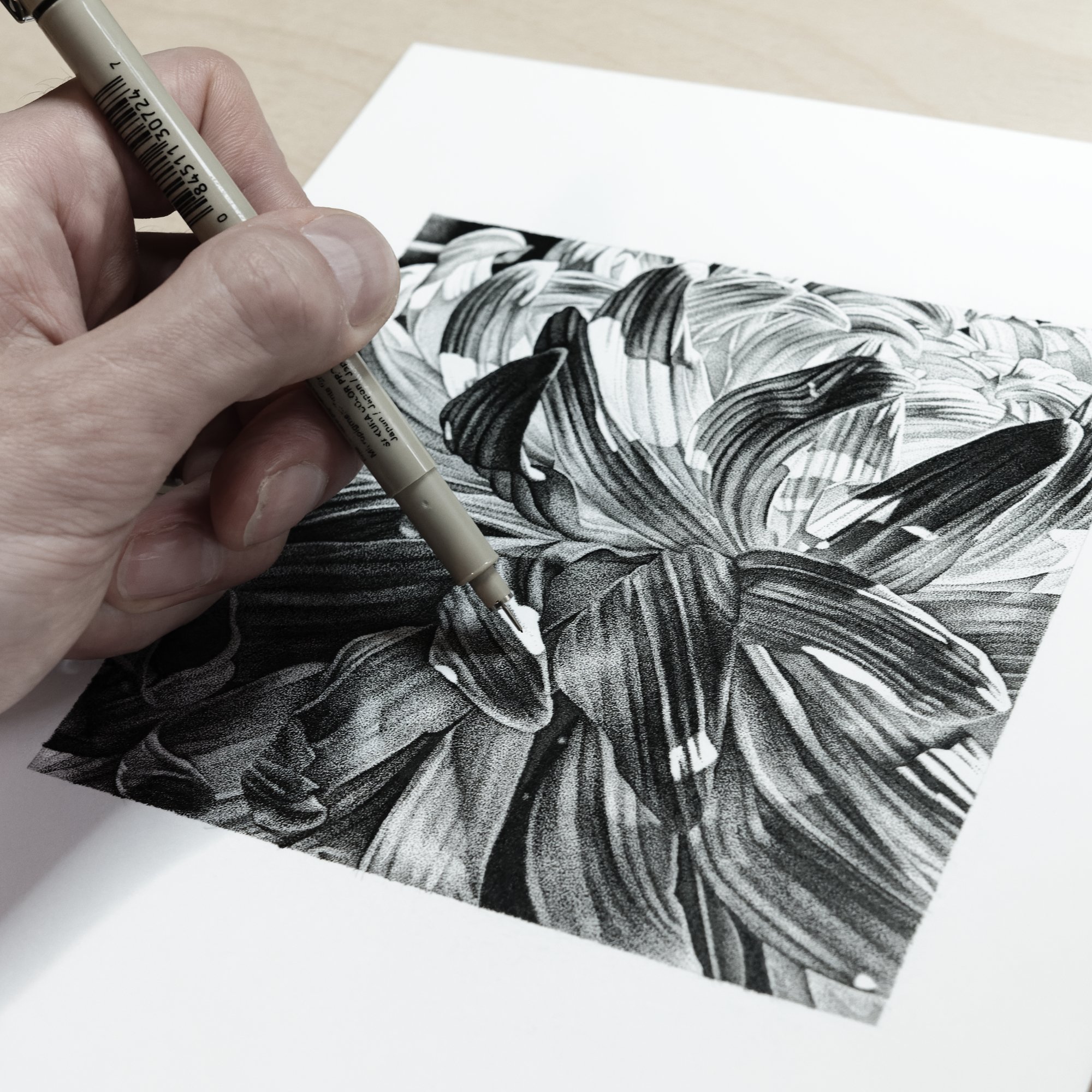 chrysanthemum drawing louis savage 1.jpg
