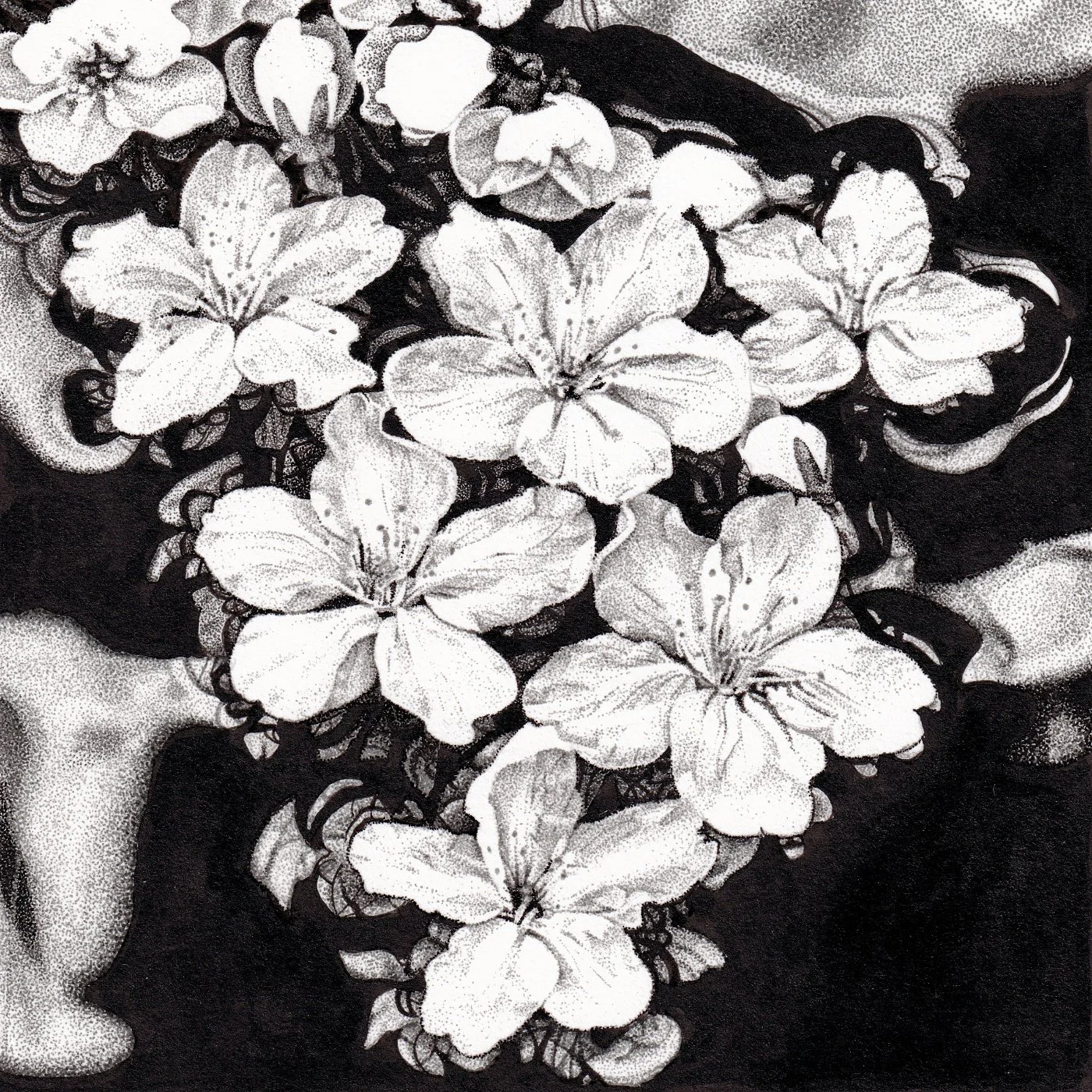 Stipple drawing of light blossom flowers floating above a dark, abstract water surface, with detailed reflections and soft contrasts.