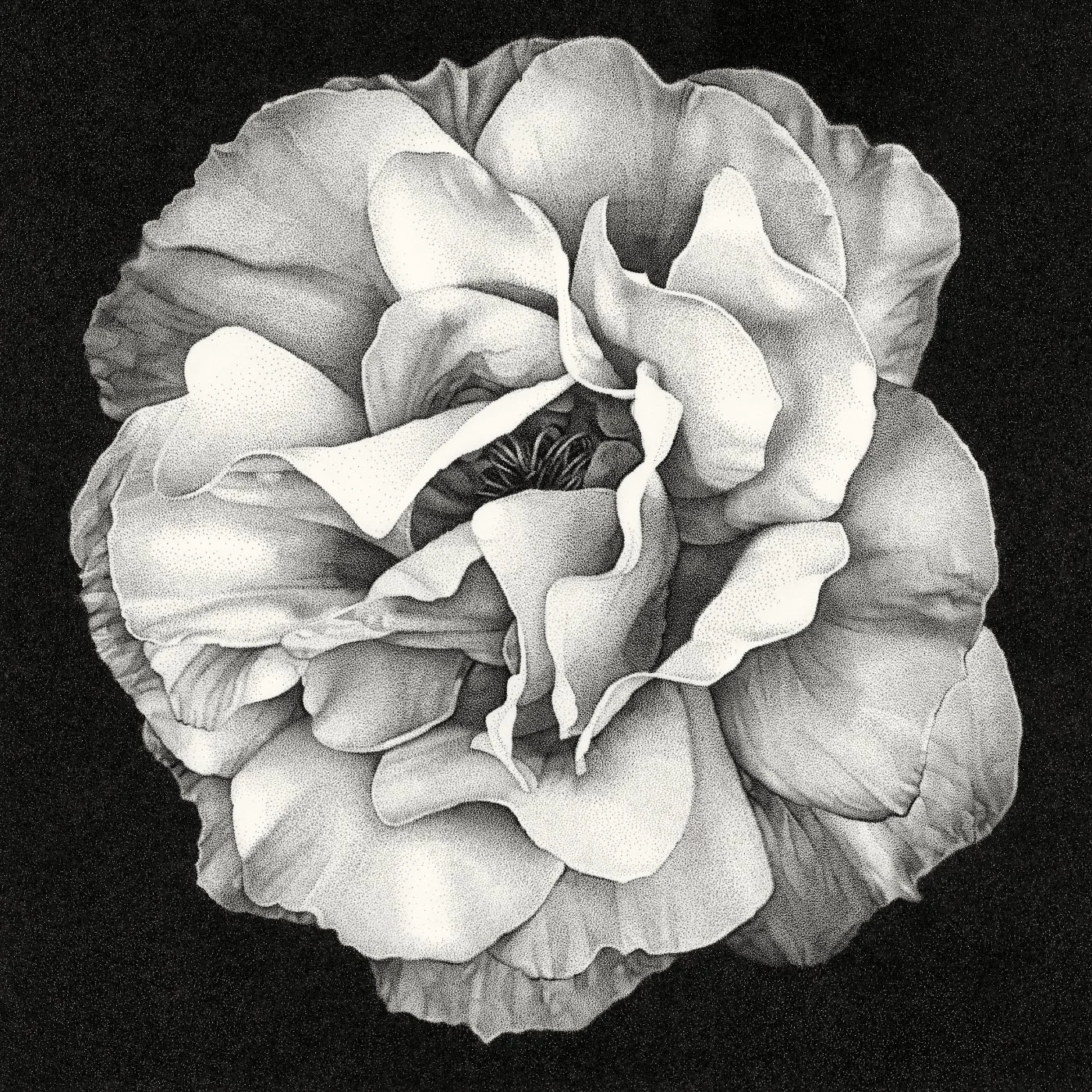 A stippled ink drawing of a single rose in bloom, its petals densely layered and folding inward. The bloom is centered in a square black field, each tone built through delicate dot work. The style is quiet, controlled, and intricate.