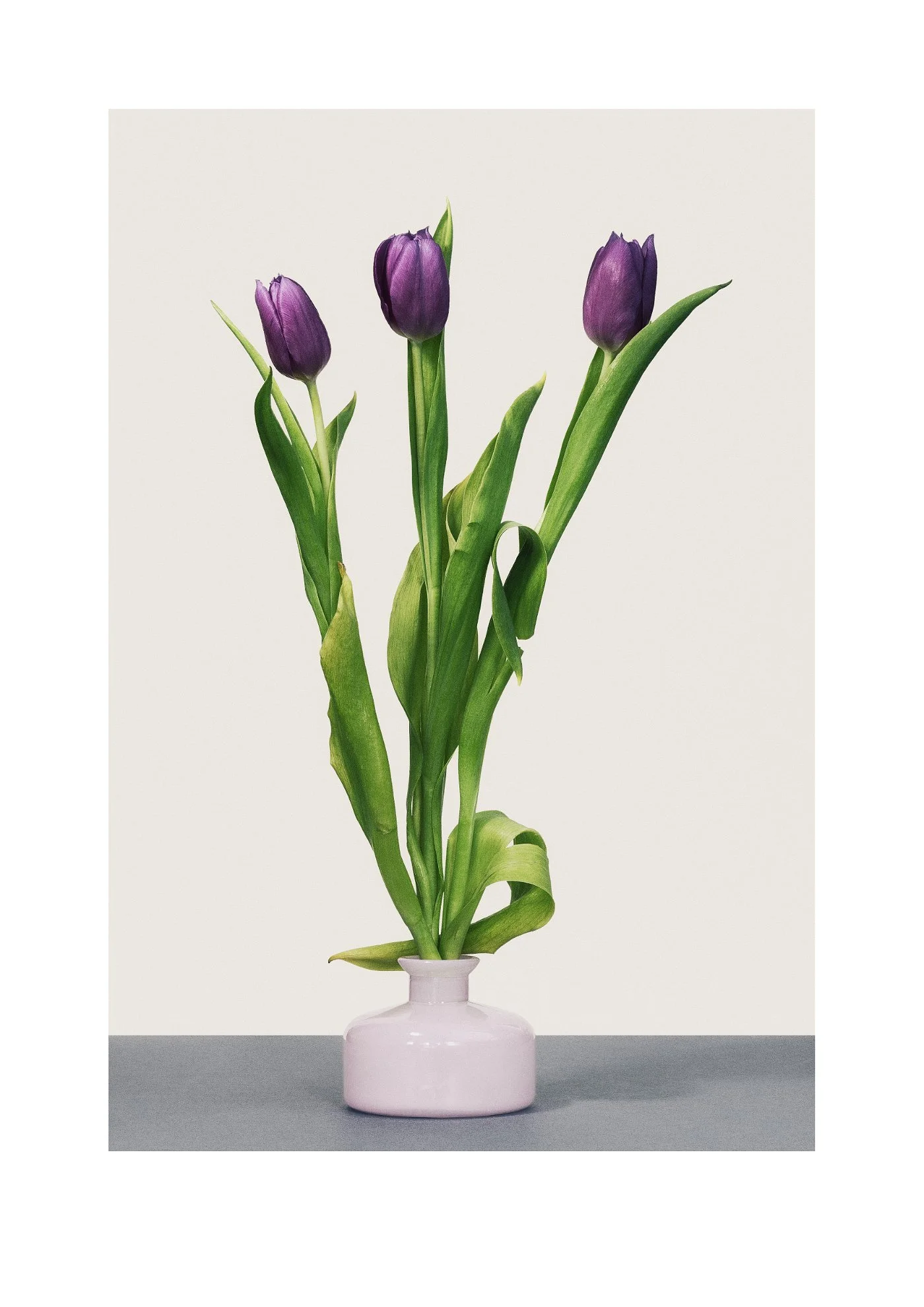 Three purple tulips in a pale pink ceramic vase, each tulip angled differently to create a sense of movement and natural rhythm. Photographed against a soft, neutral background.
