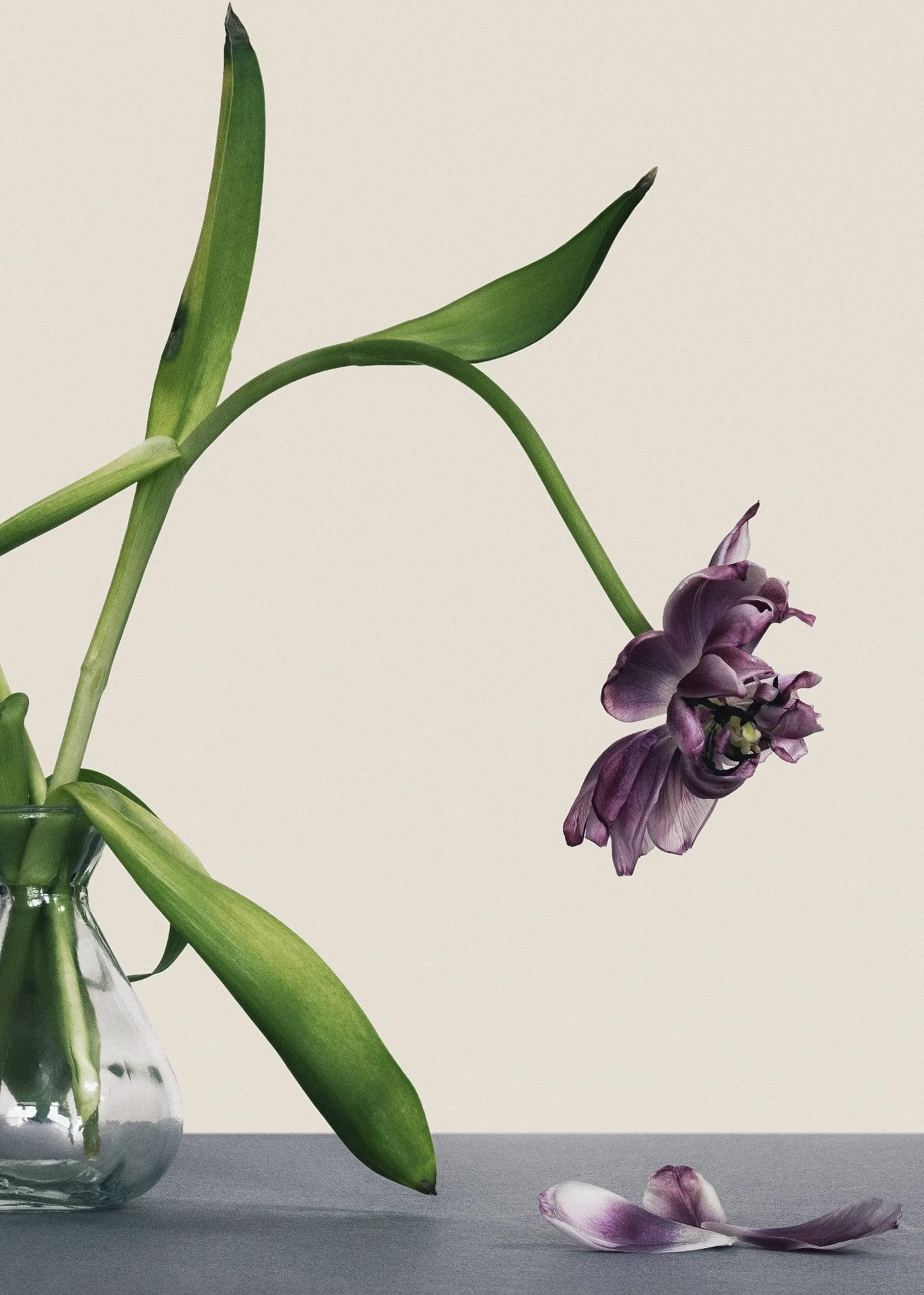 Close-up of a fine art tulip print showing a wilted bloom and fallen petals, photographed on textured paper