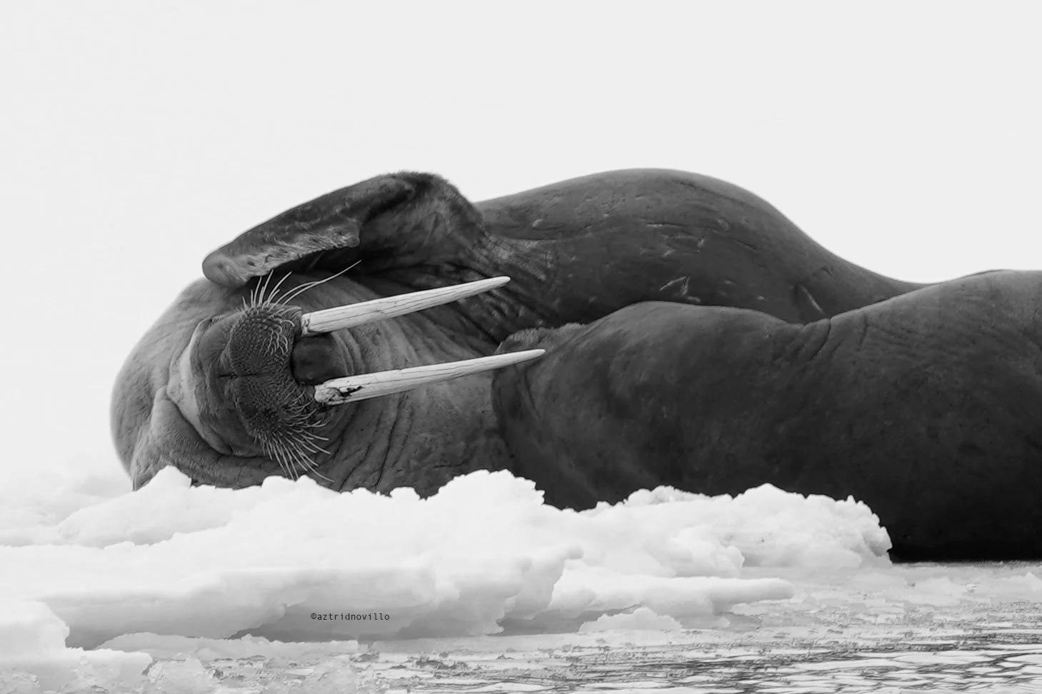 walrus-AztridNovillo.jpg