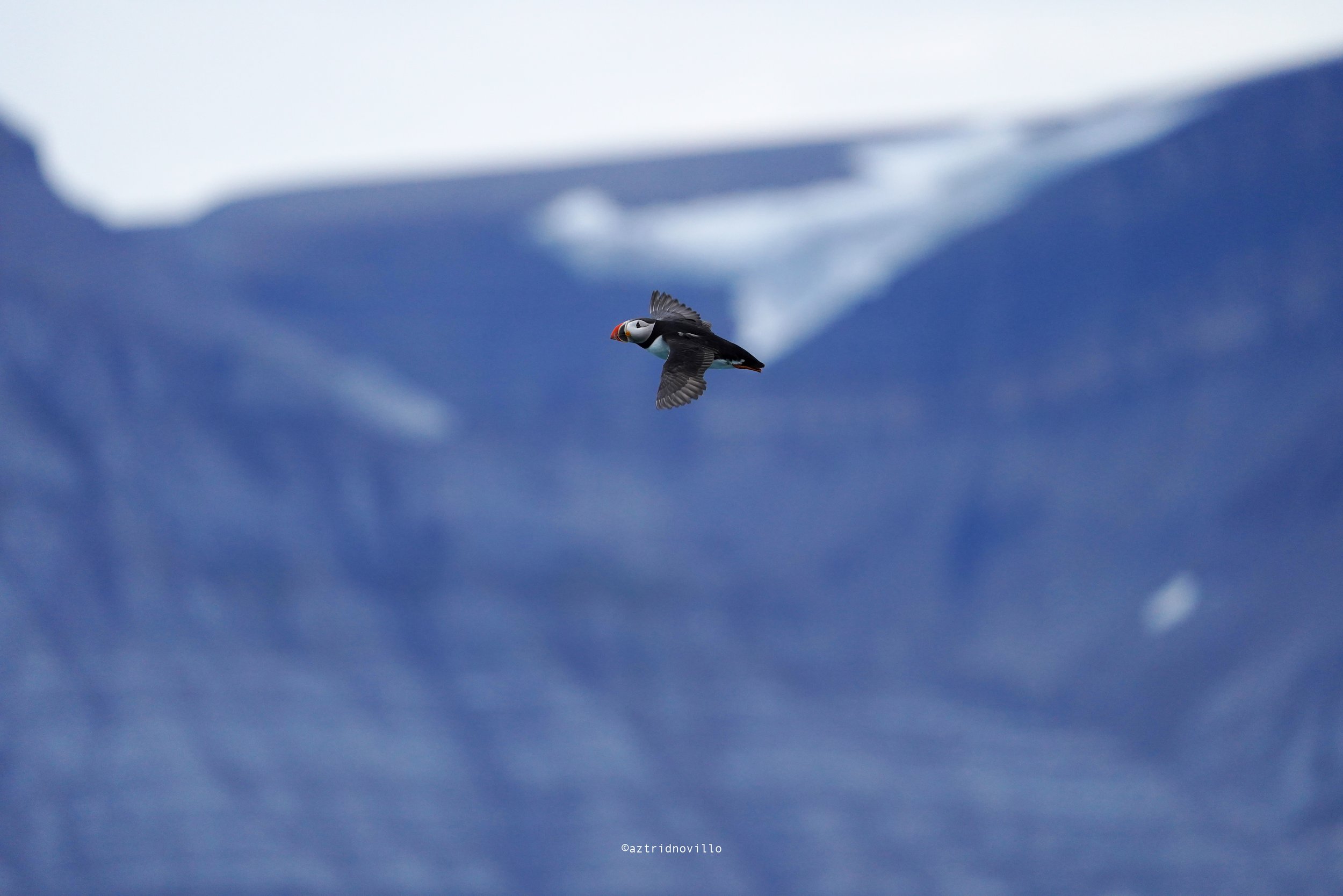 puffin-AztridNovillo.jpg