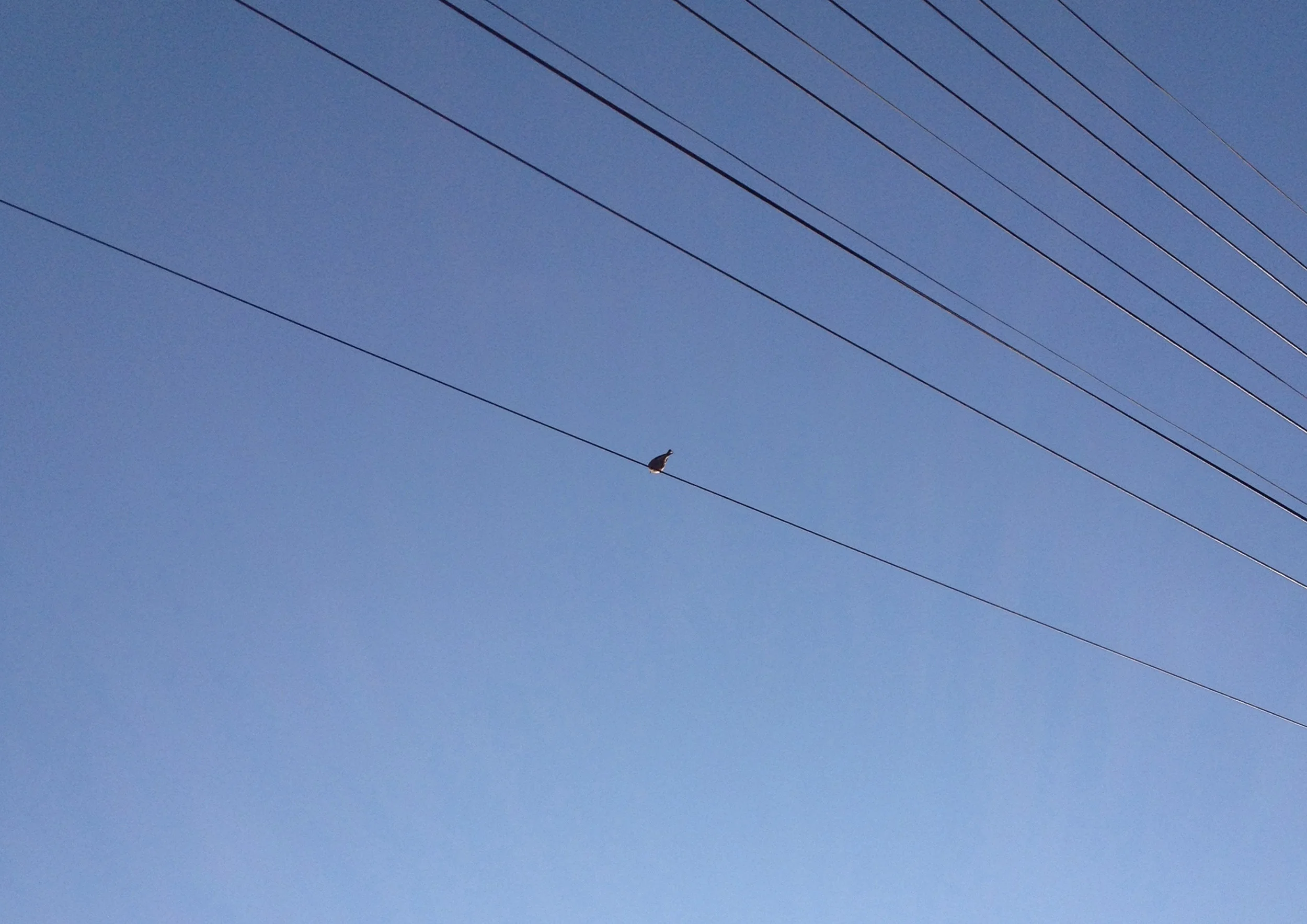 Vava - Succesfully Ignored Since BCKGRND CROP A4.jpg