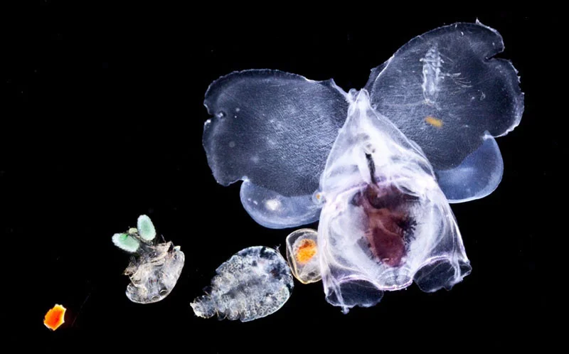 5_crustaces_et_mollusques_c_sardet.jpg