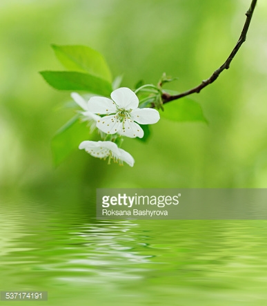 Photo by Roksana Bashyrova/iStock / Getty Images