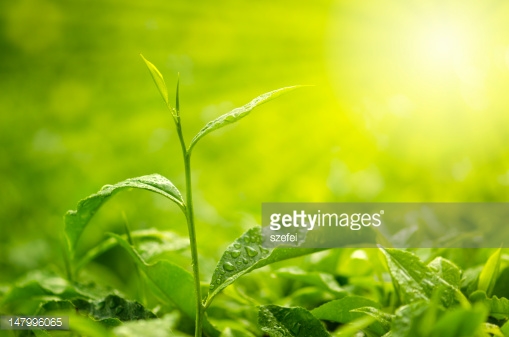 Photo by szefei/iStock / Getty Images