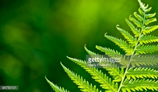 Photo by Vasily Pindyurin/Hemera / Getty Images