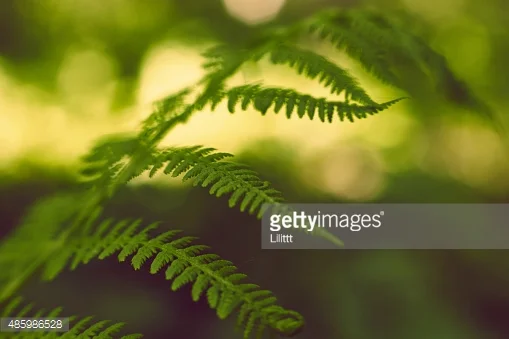 Photo by Lilittt/iStock / Getty Images