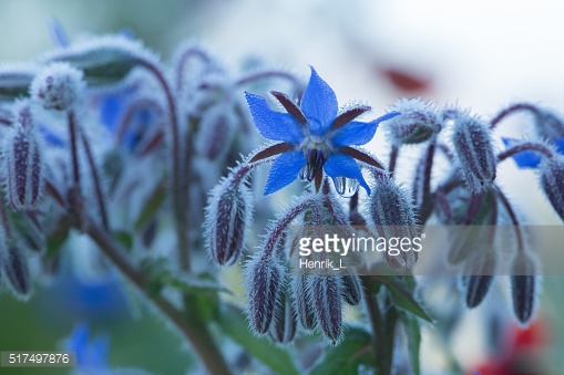 Photo by Henrik_L/iStock / Getty Images