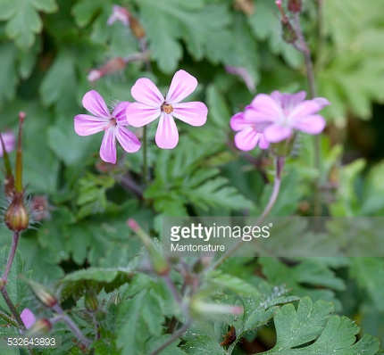 Photo by Mantonature/iStock / Getty Images