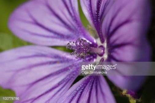 Photo by Olga Zemlyakova/Hemera / Getty Images