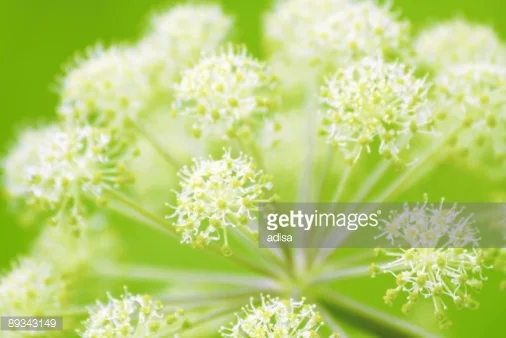 Photo by adisa/iStock / Getty Images