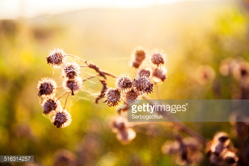 Photo by Serbogachuk/iStock / Getty Images