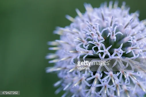 Photo by MMattes/iStock / Getty Images