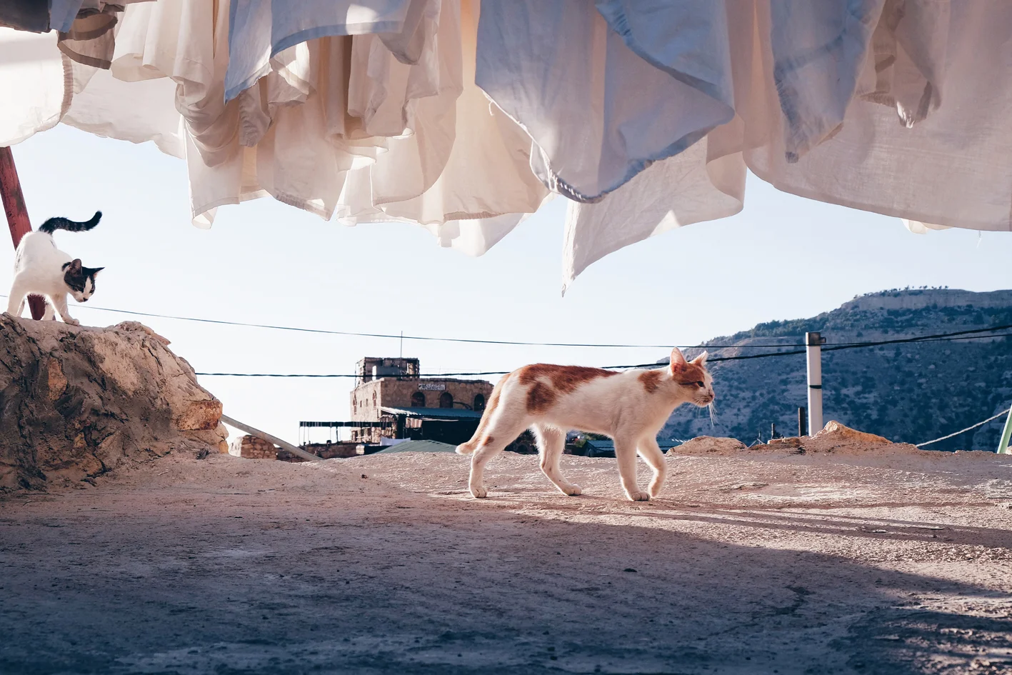 Photo 02-09-2016 16 04 44.jpg