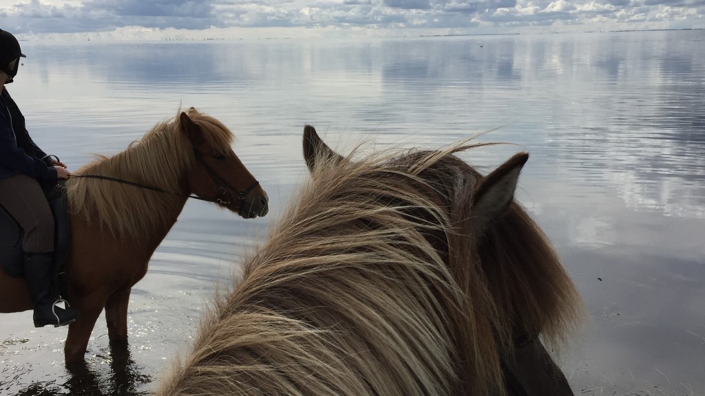 hors.jpg