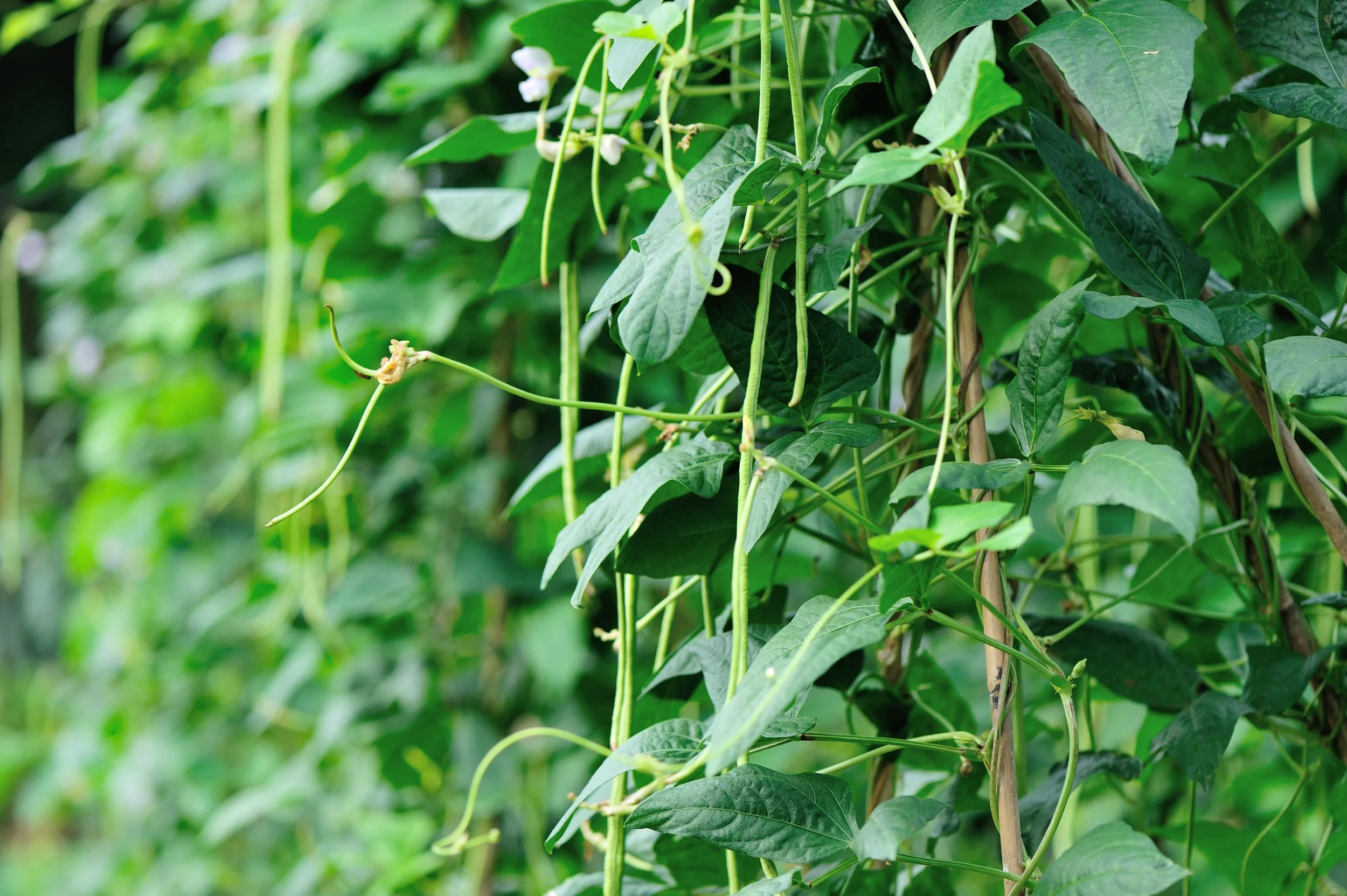 Cowpea