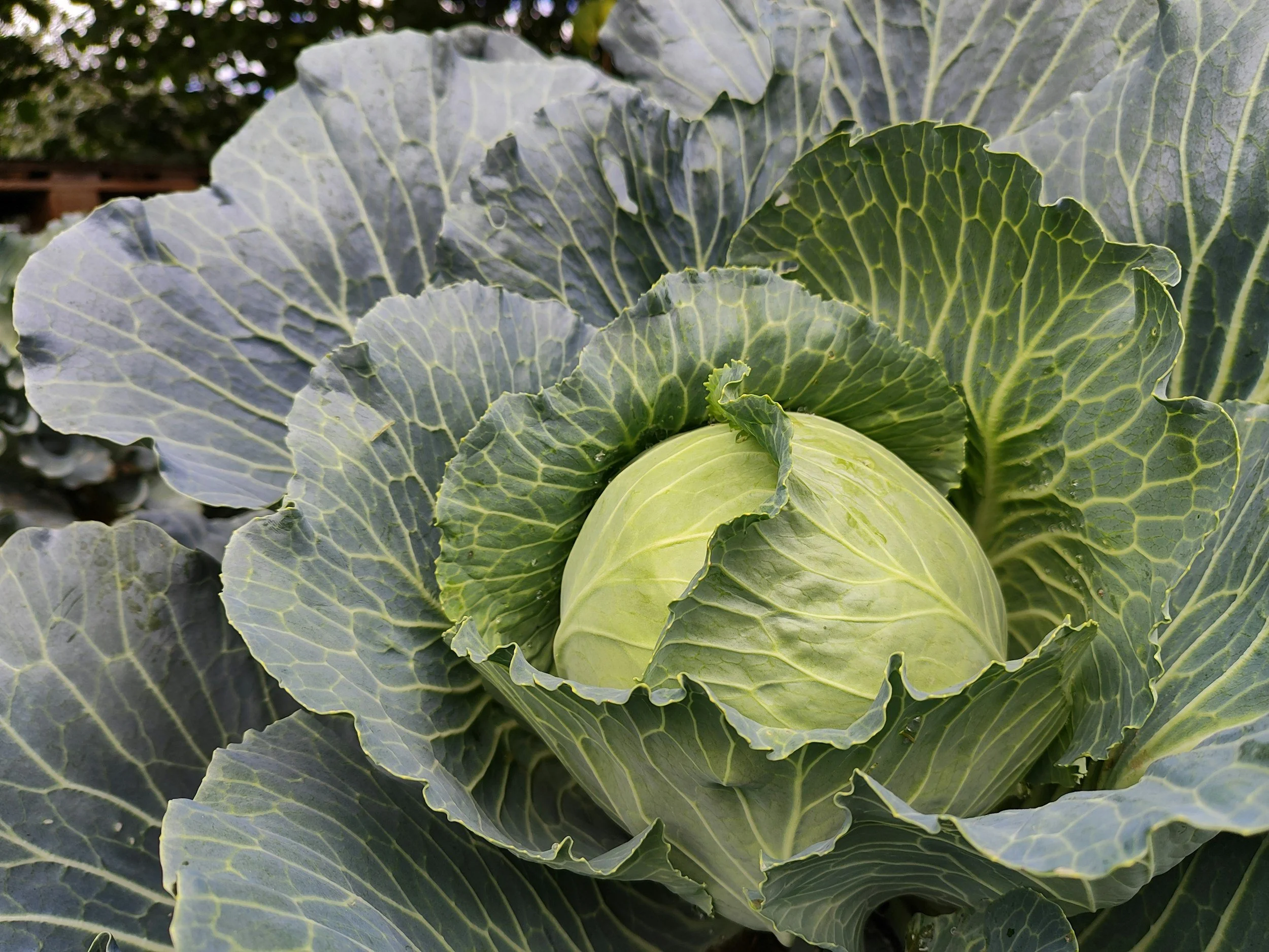 Cabbage