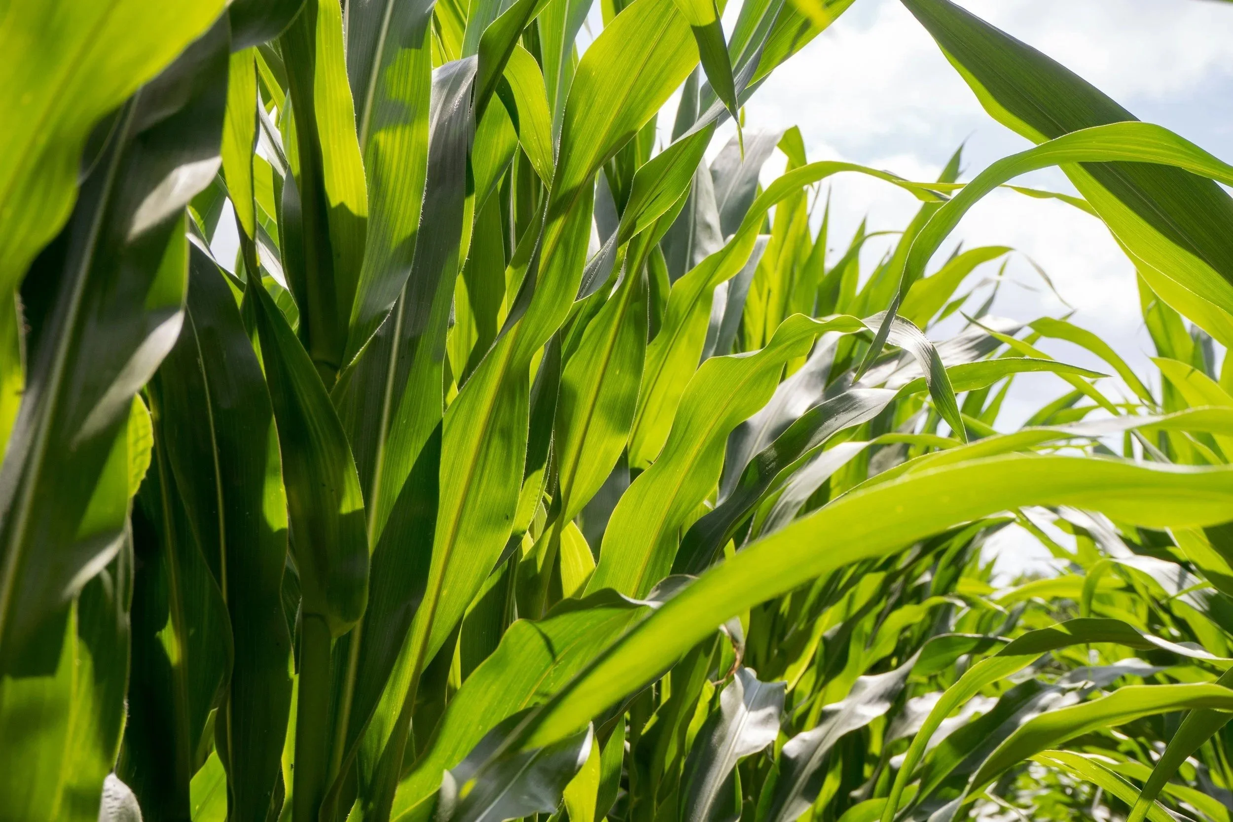 Corn