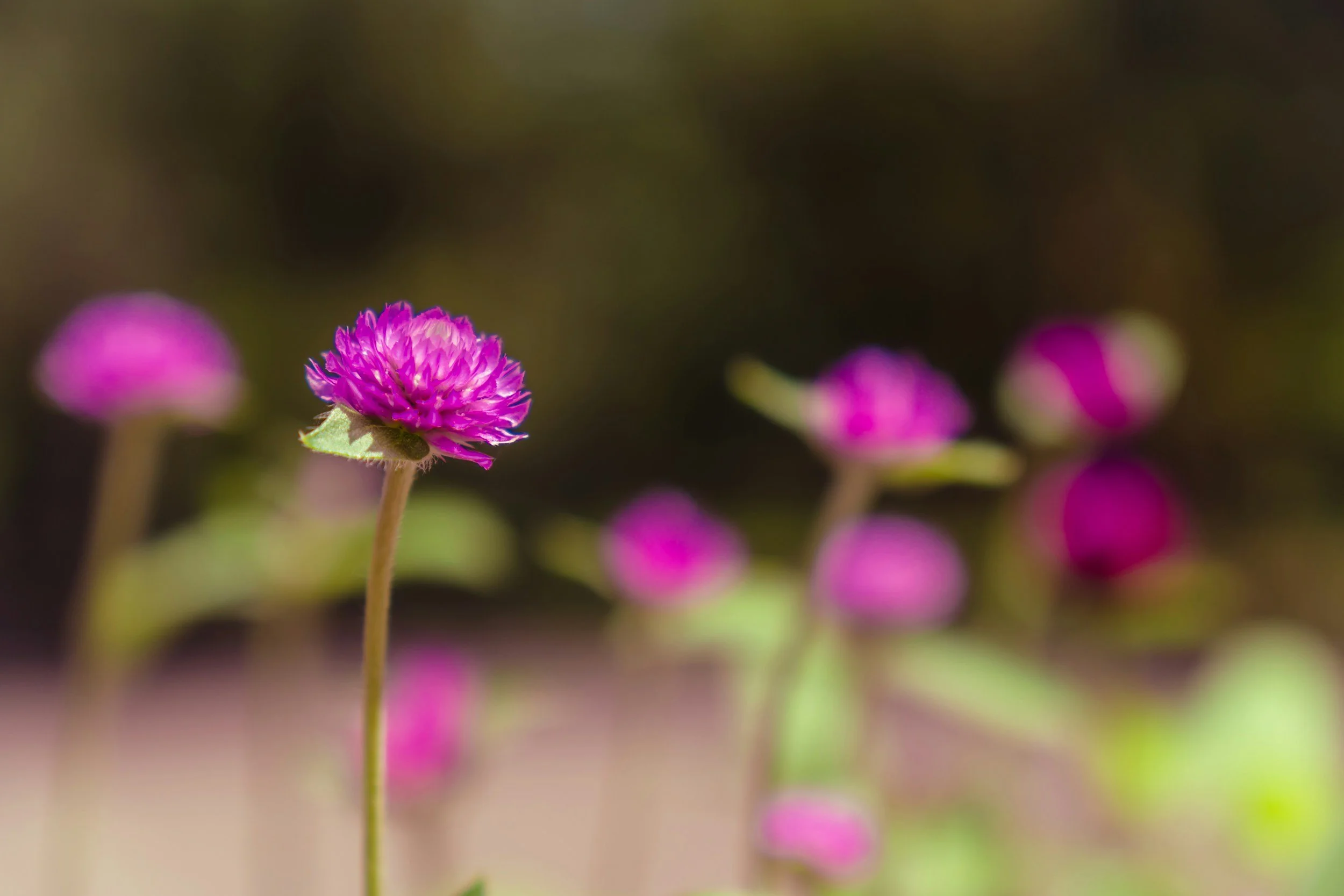 Red Clover
