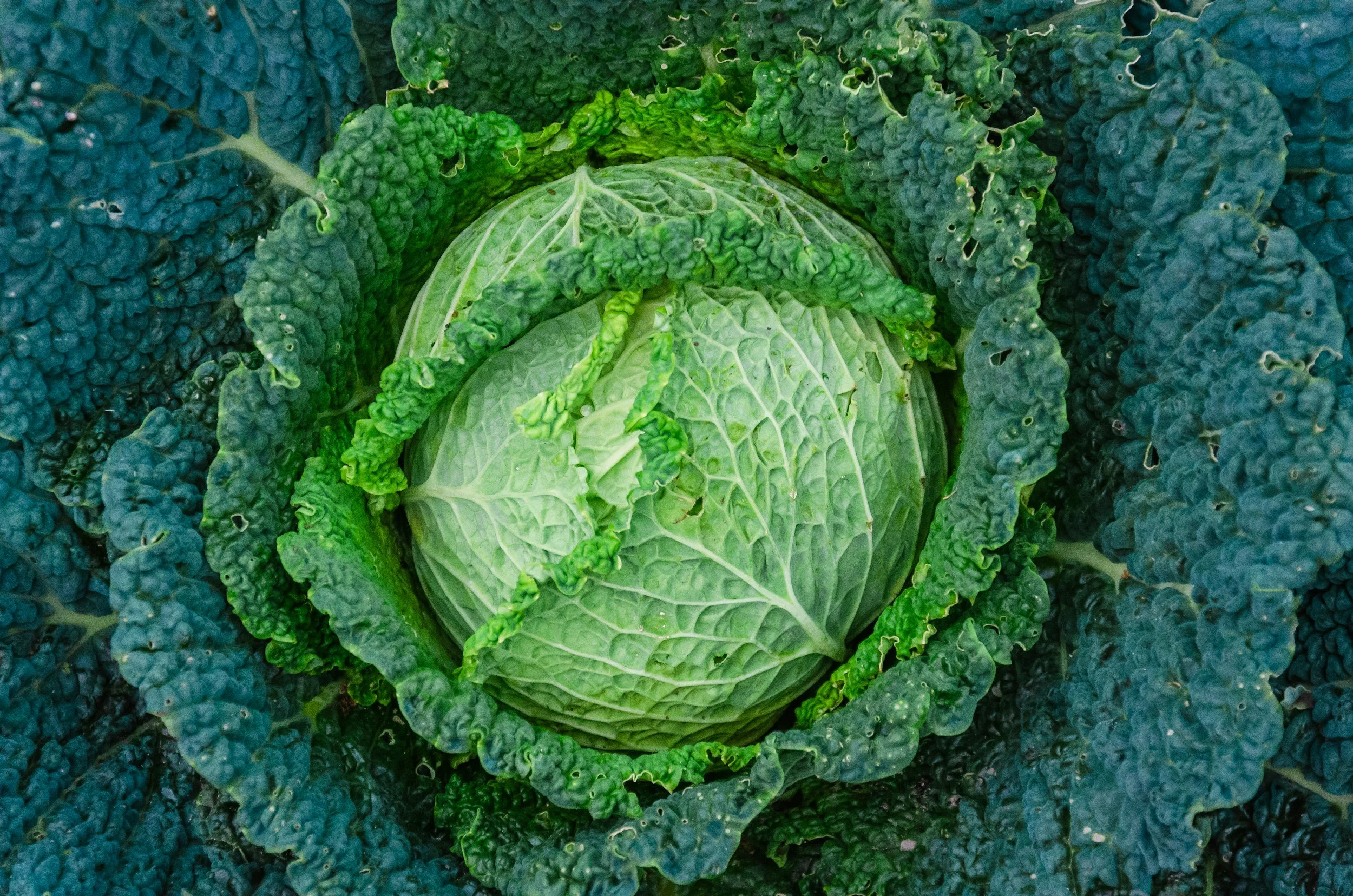 Kale