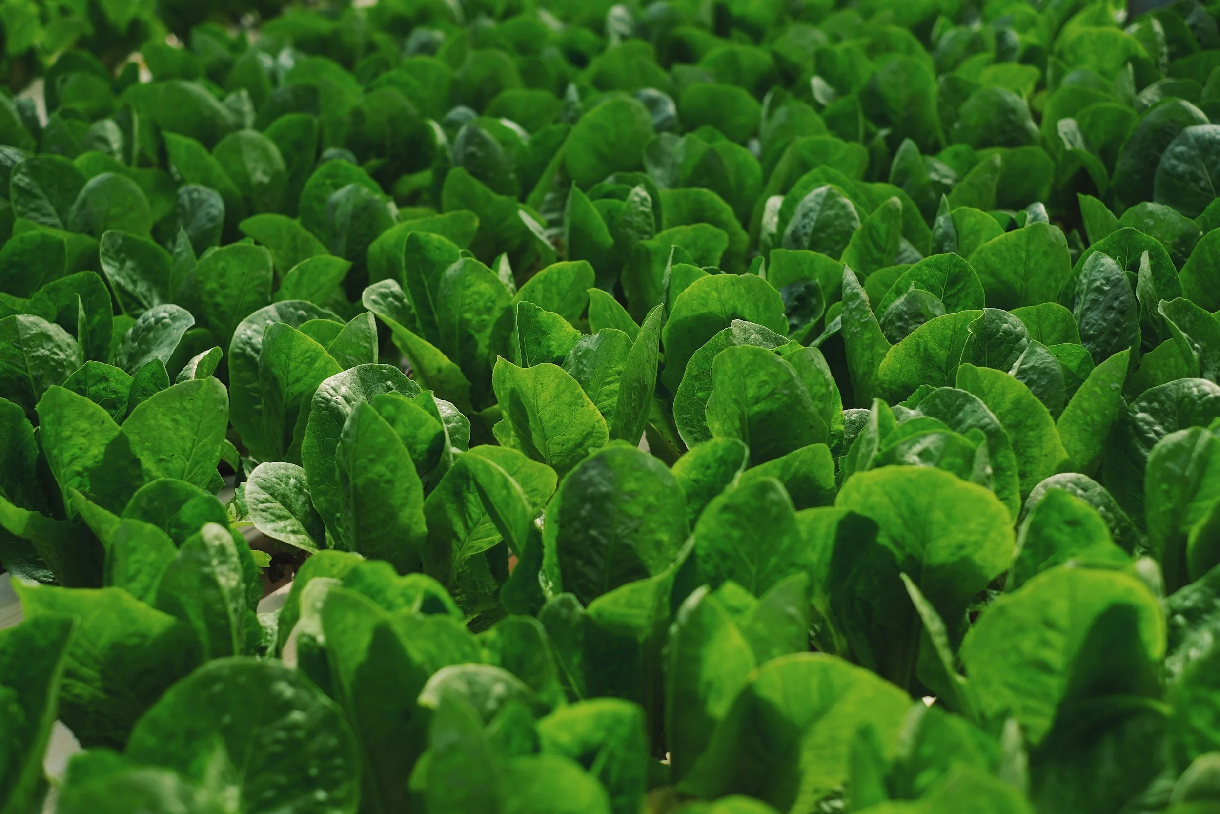 Spinach