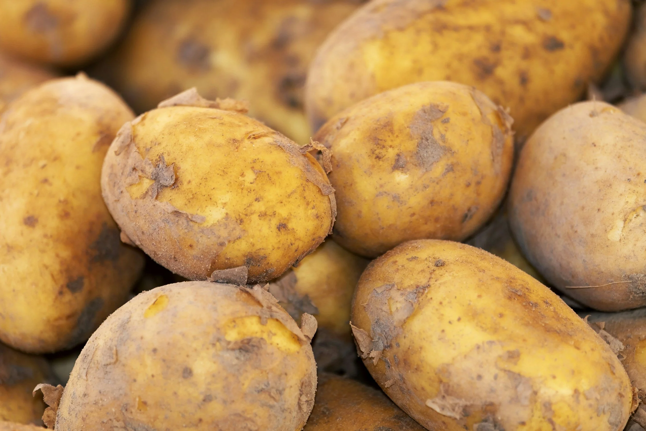 Sweet Potato