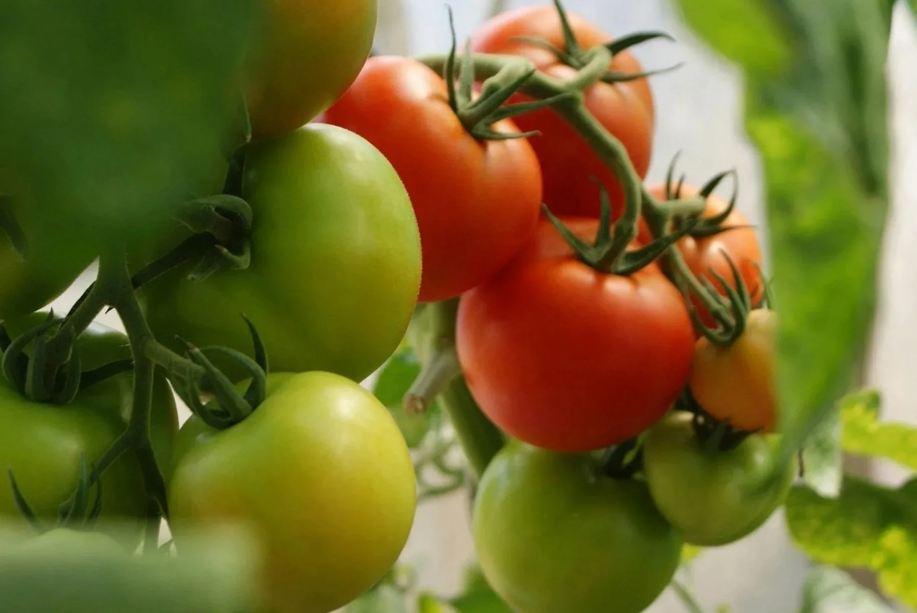 Tomato