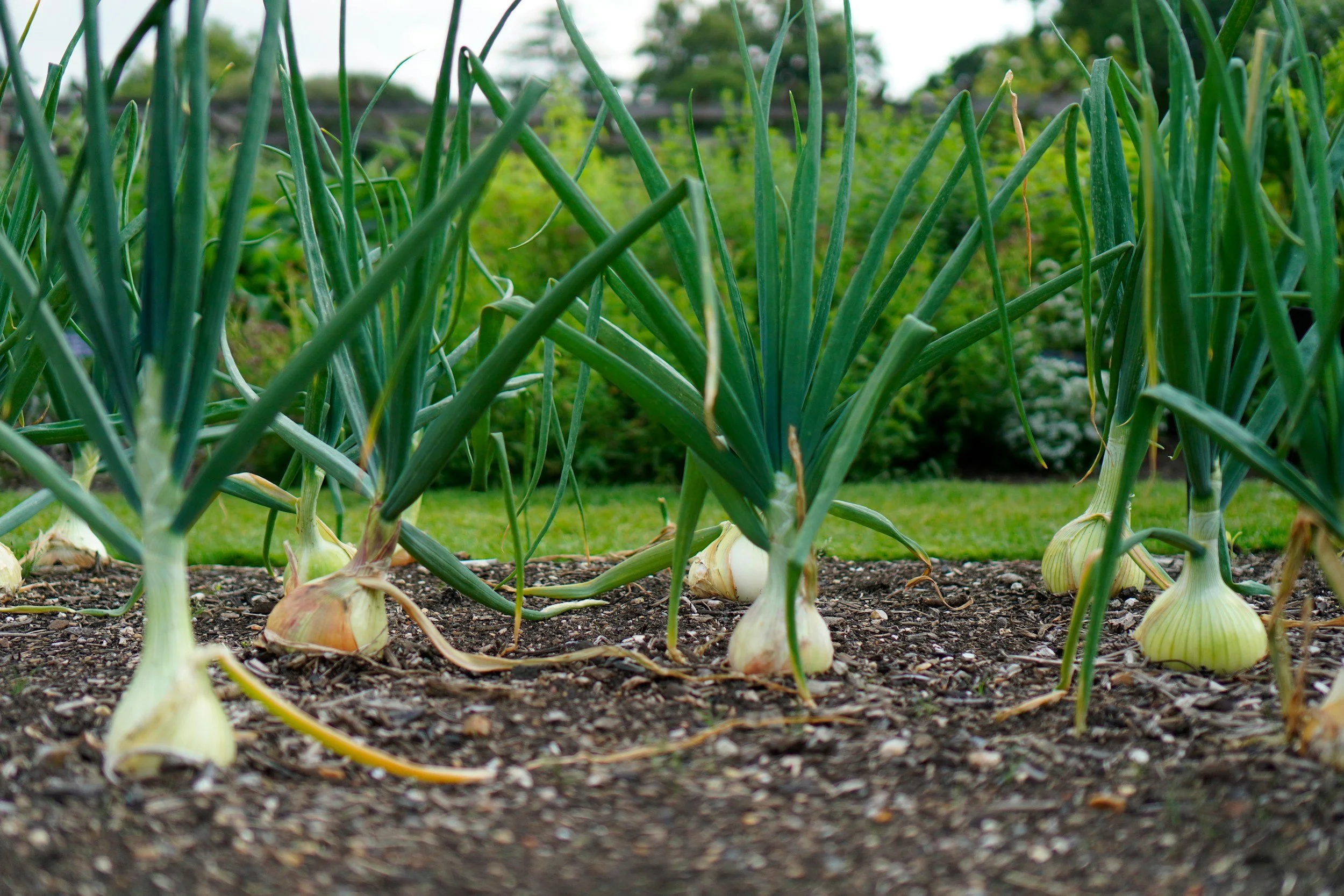 Spring Onions