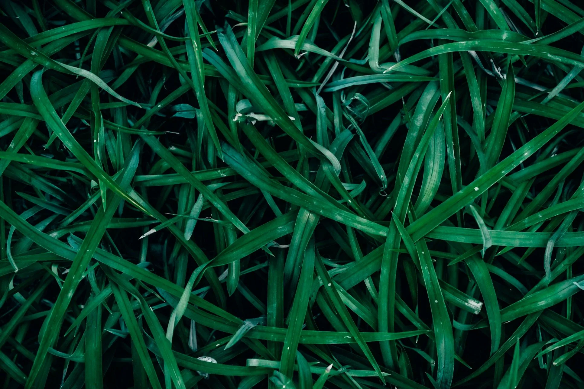 Sudan Grass