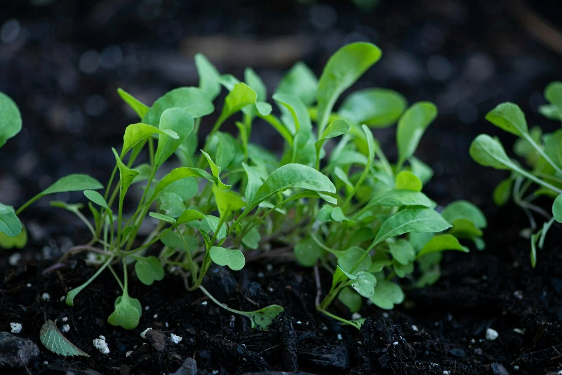 Arugula