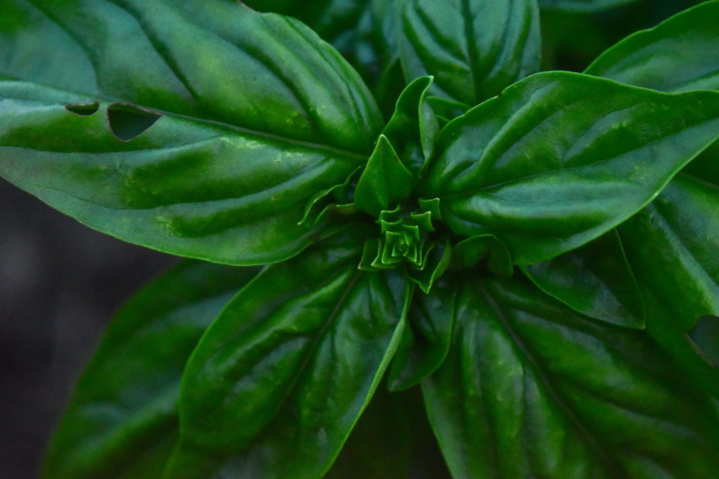 Basil