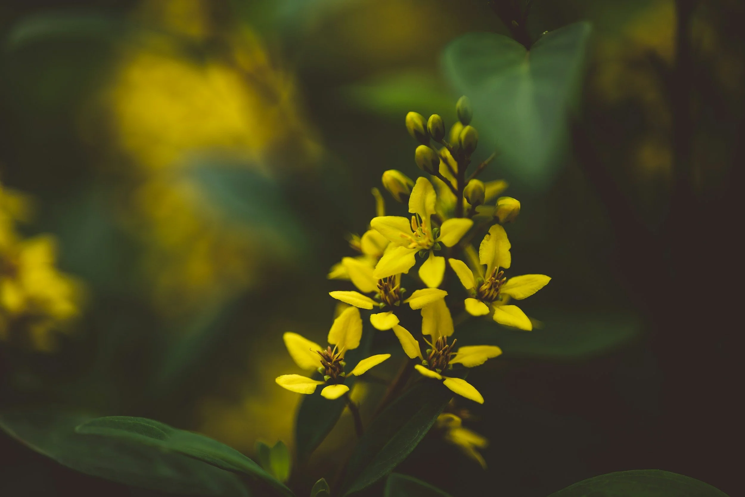 Black Mustard