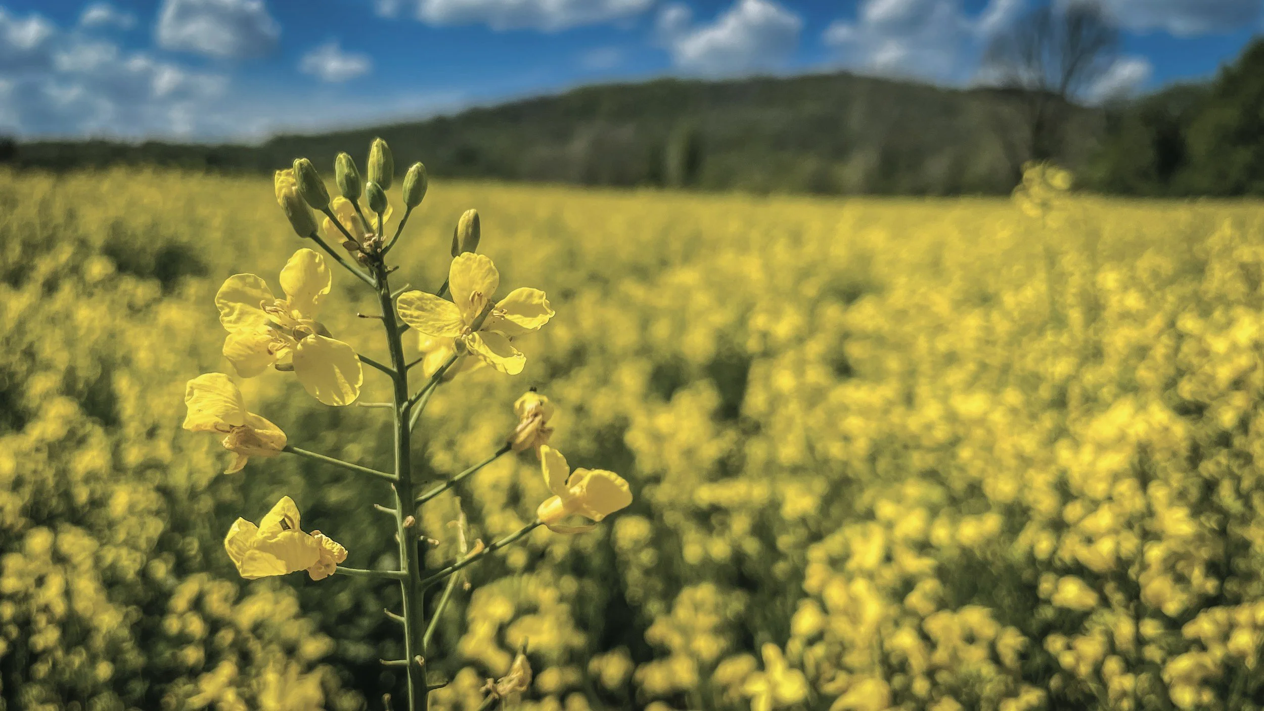 Brassica rapa