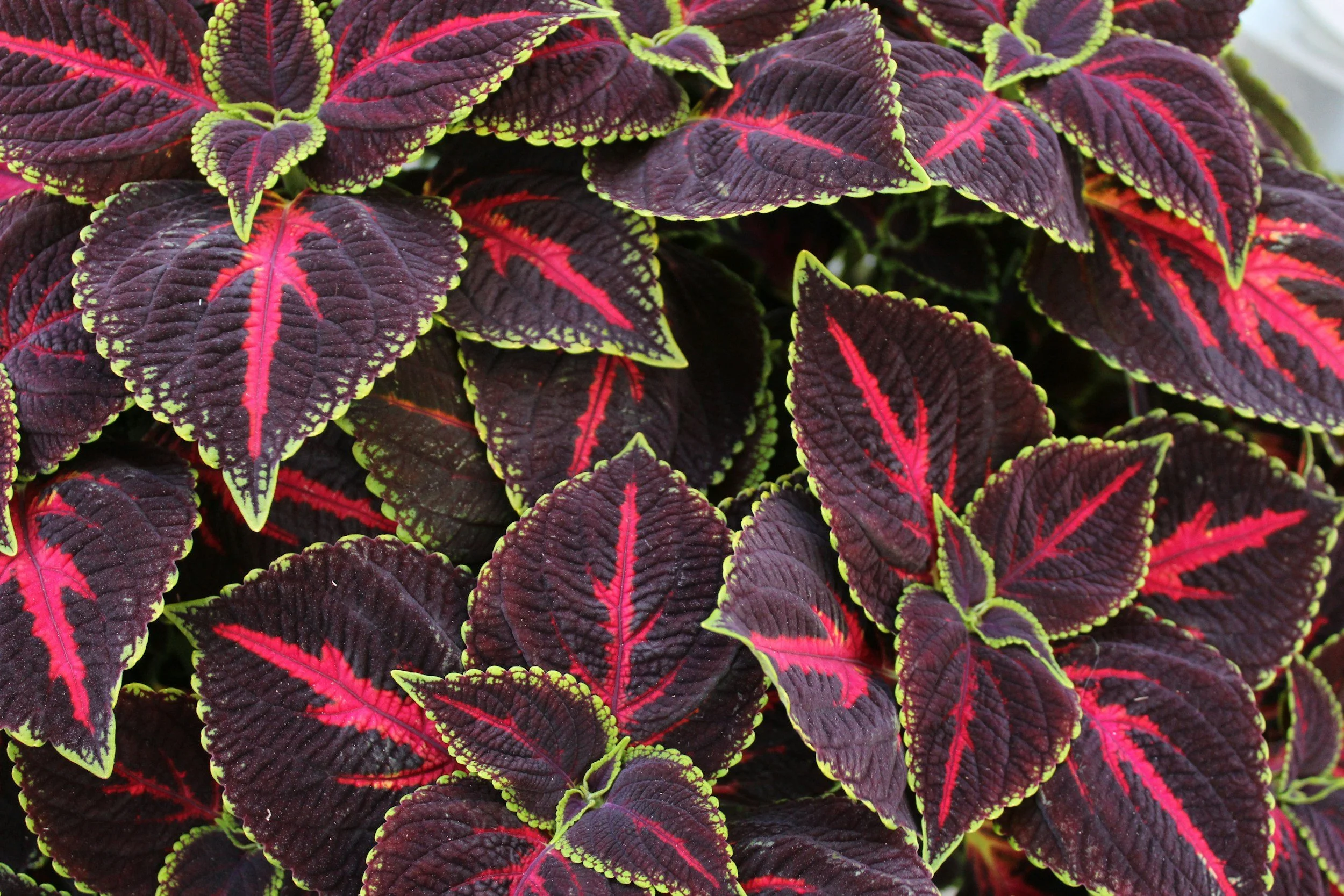 Coleus