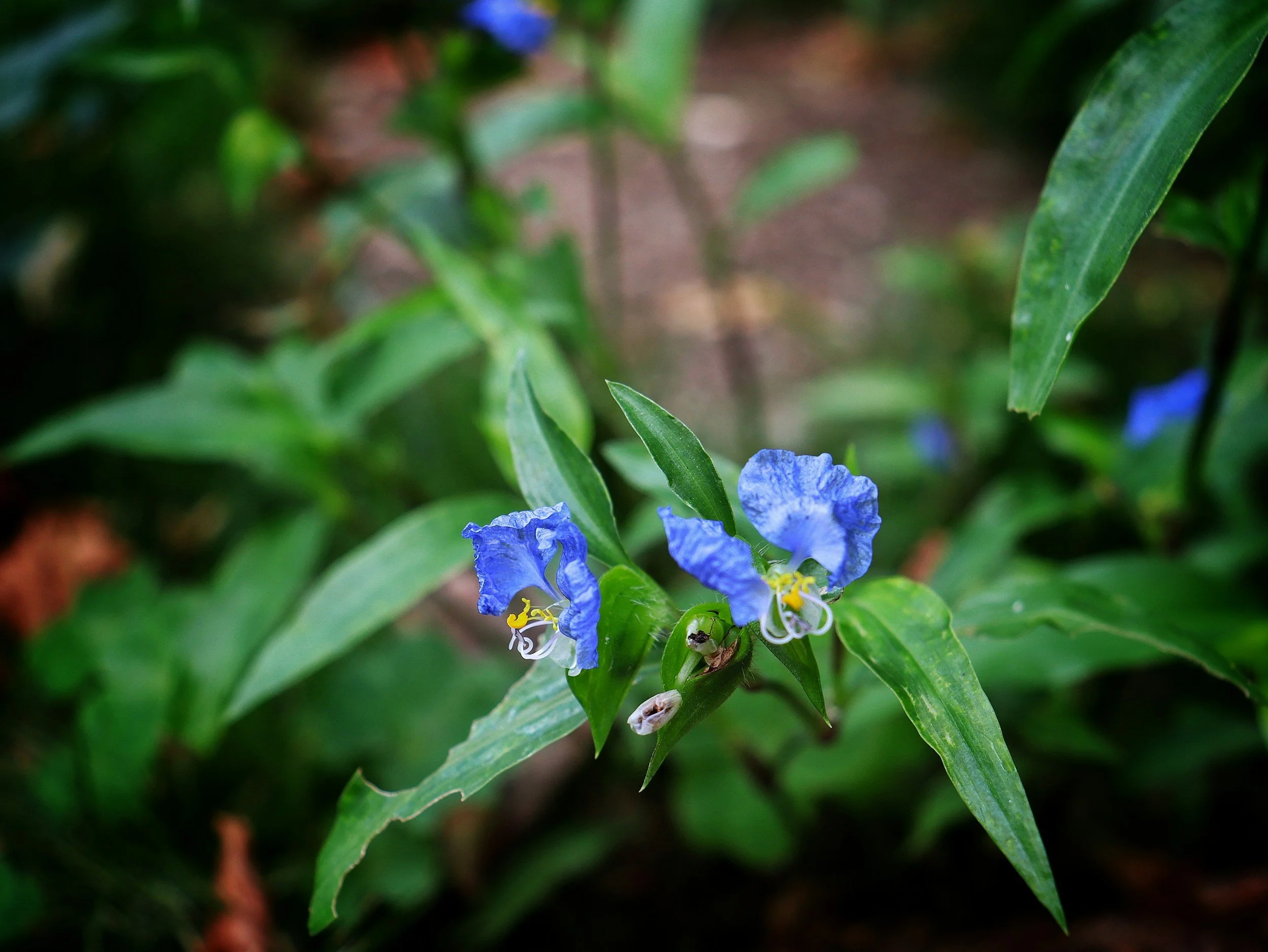 Commelina petersii