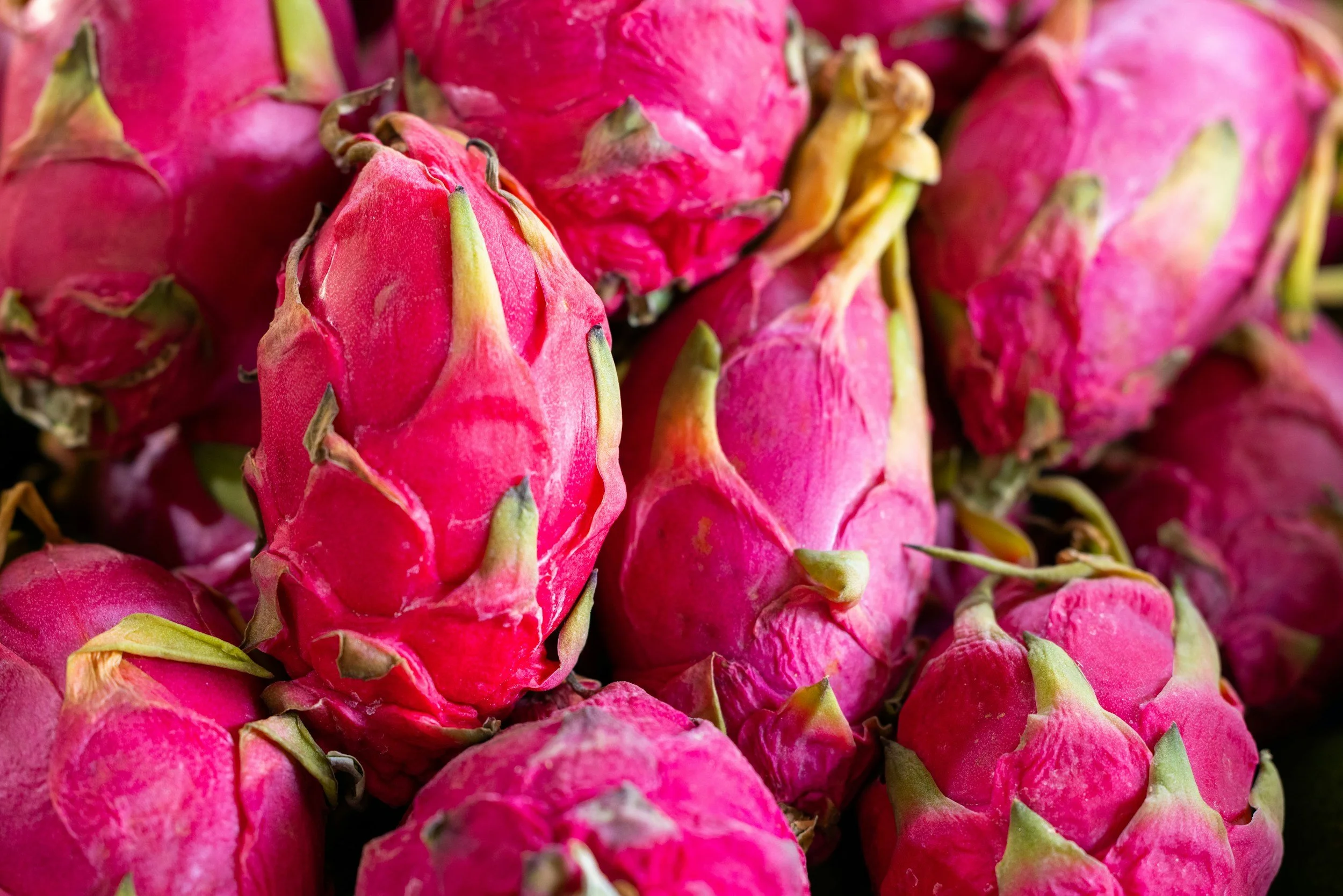 Dragon Fruit Cacti