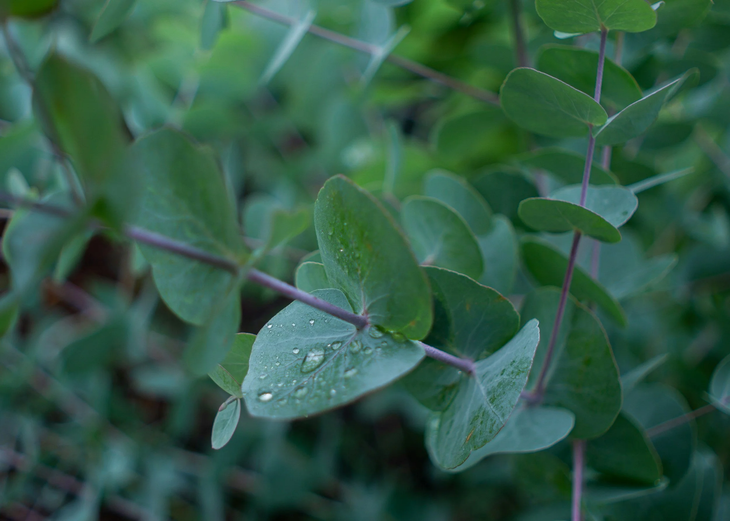 Eucalyptus