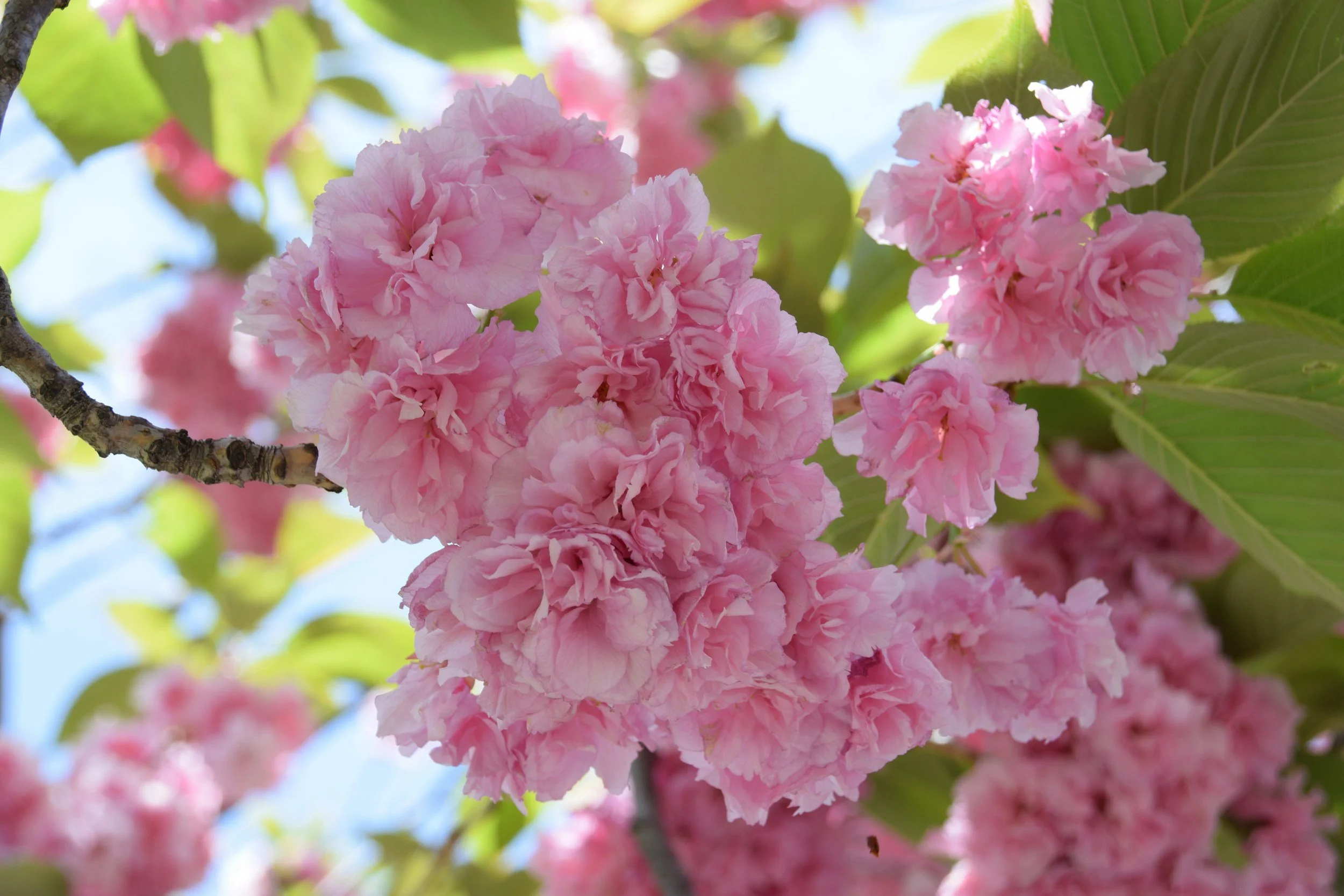 Ornamental Trees and Shrubs